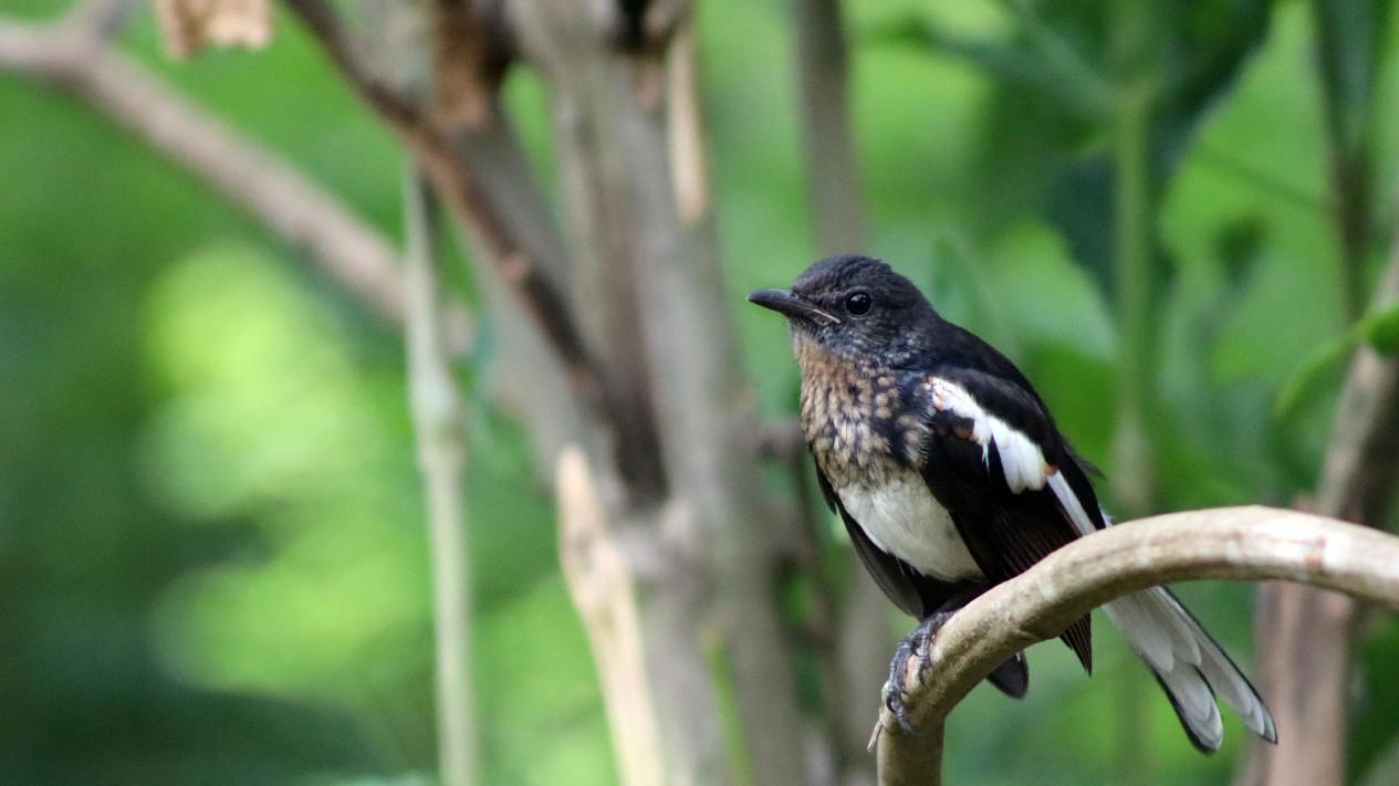 Tips Agar Burung Kamu Gacor Terjitu: Rahasia Sukses dan Panduan Lengkap